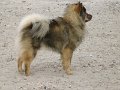 filou (13)